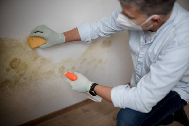 Best Mold Removal and Inspection  in Offutt Af, NE